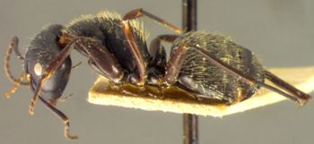 Media type: image; Entomology 22839   Aspect: habitus lateral view